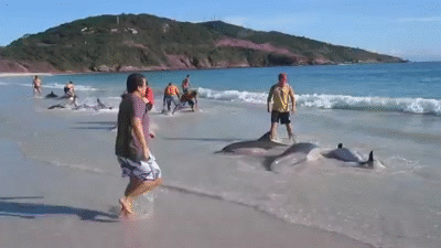 30_Dolphins_stranding_and_incredibly_saved_Extremely_rare_event (2)