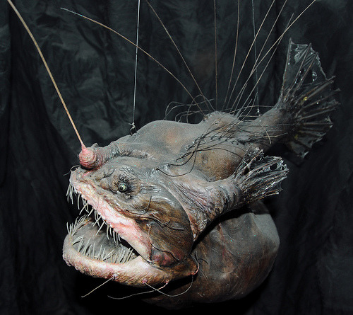 Anglerfish