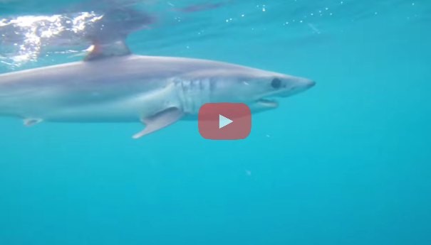 Catching Mako Shark on the Fly