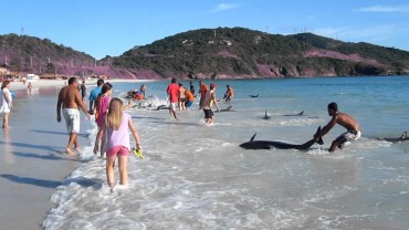 Strangers heroically save 30 beached dolphins from drowning
