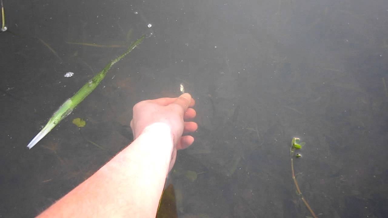 This Guy Feeds and Catches Bass with His Bare Hands