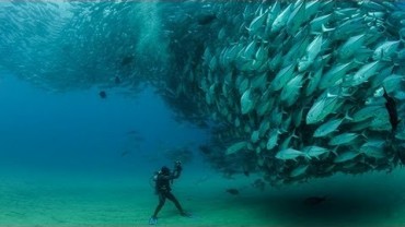 This Underwater Tornado of Jack Tuna Fish will Mesmerize You