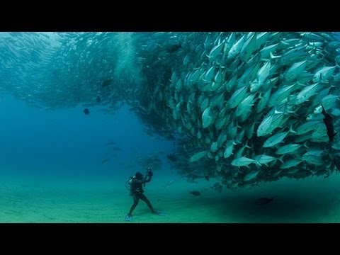 This Underwater Tornado of Jack Tuna Fish will Mesmerize You