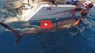 600 lb Marlin Engulfs Bonito