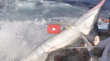 600lb Black Marlin Jumps Into Boat and Lands on the Crew