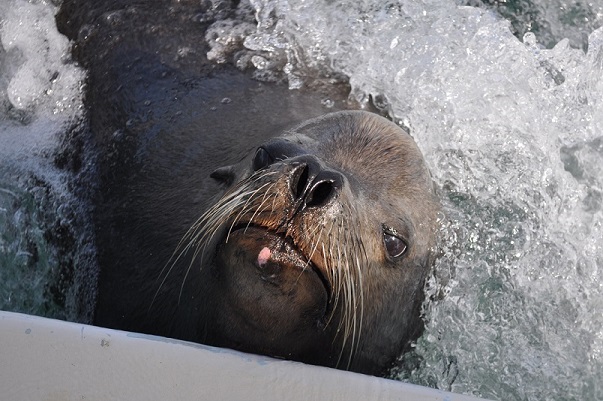 California Man Dragged under his boat by hungry sea lion