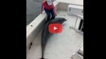 Dolphin Jumps Into Fishing Boat