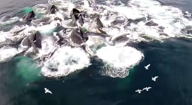 Drone Footage of Humpback Whales Feeding