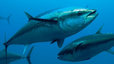 How Well do you know Fish - Tuna