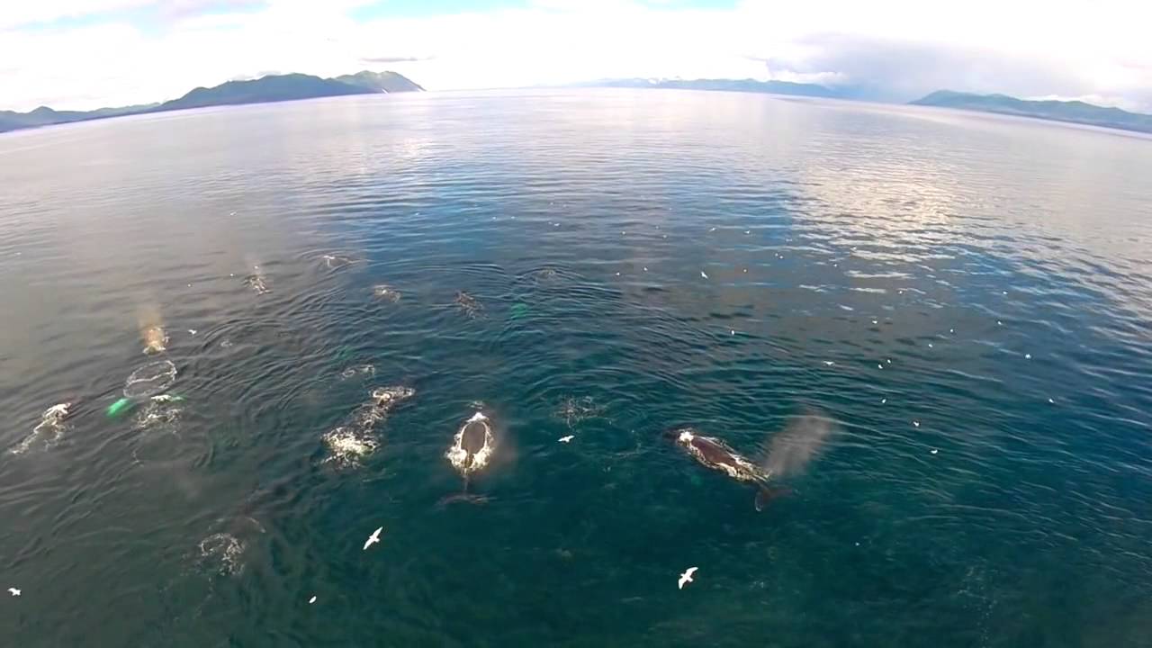 Amazing Drone Footage of Humpback Whales on a Feeding Frenzy