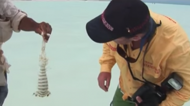 Catching Giant Mantis Shrimp Barehanded at Christmas Island