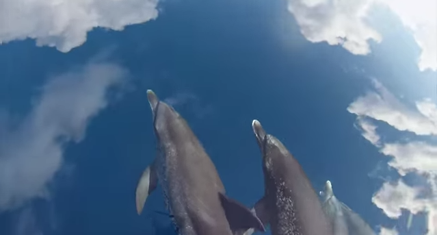 Cloudy With A Chance Of Dolphins