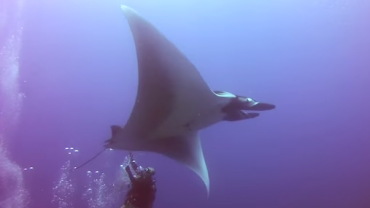 Divers Rescue Giant Manta From Fishing Lines