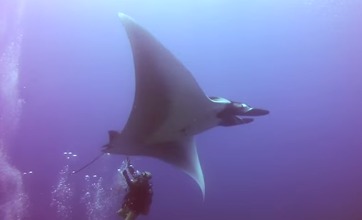 Divers Rescue Giant Manta From Fishing Lines