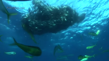 Epic Underwater Clip of the Most Ferocious Feeding Frenzy on the Planet