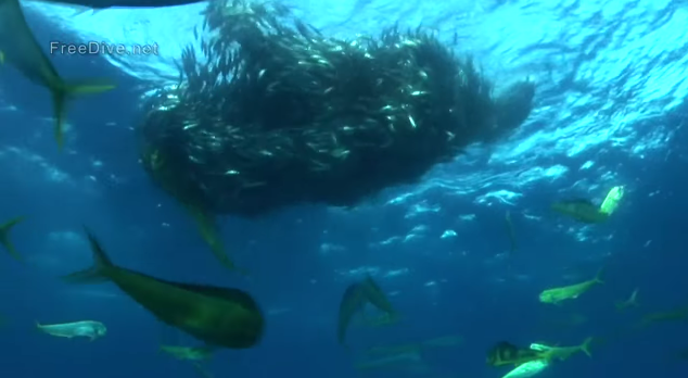 Epic Underwater Clip of the Most Ferocious Feeding Frenzy on the Planet
