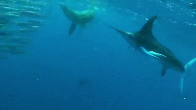 Epic_Underwater_Clip_of_the_Most_Ferocious_Feeding_Frenzy_on_the_Planet