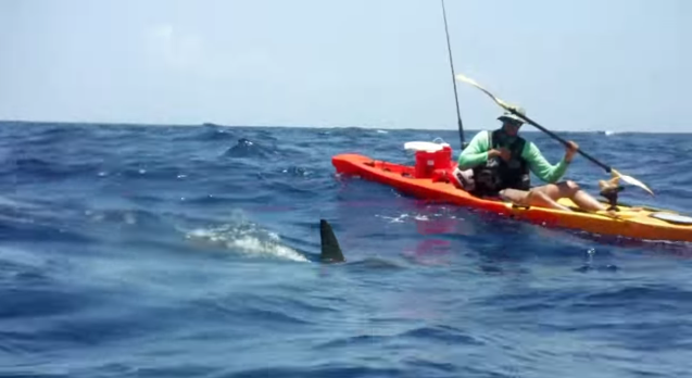 Hammerhead Shark vs Fishing Kayak