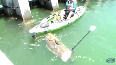 Massive 552lb Grouper Surprises Florida Kayak Fisherman