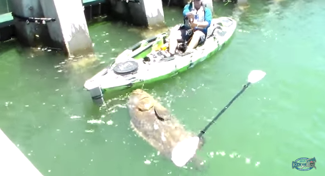 Massive 552lb Grouper Surprises Florida Kayak Fisherman