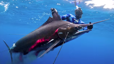 New Spearfishing World Record for Striped Marlin