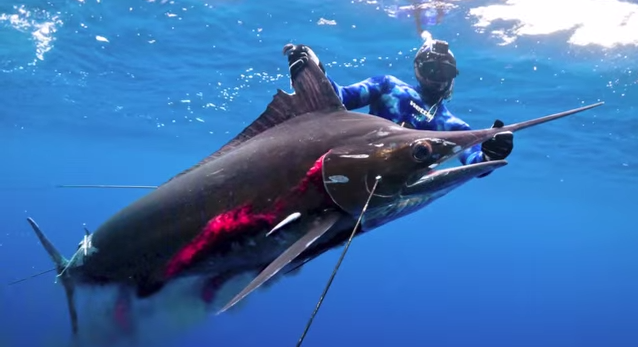 New Spearfishing World Record for Striped Marlin