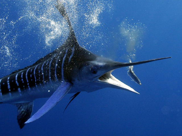 Quick on the Draw—New Spearfishing World Record for Striped Marlin
