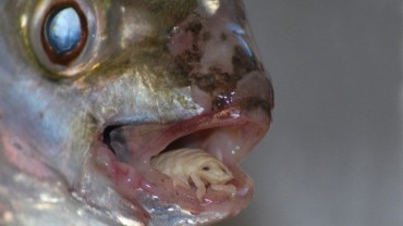 Tongue Eating Parasite Found on Fish