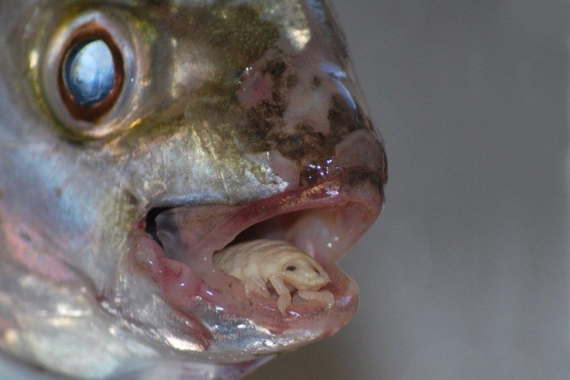 Tongue Eating Parasite Found on Fish