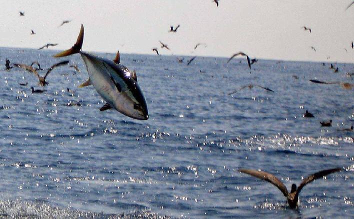 Tuna Feeding Frenzy in Panama