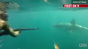 Two Guys Fight a Great White Shark While Spearfishing
