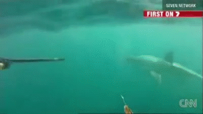 Two Guys Fight a Great White Shark While Spearfishing gif