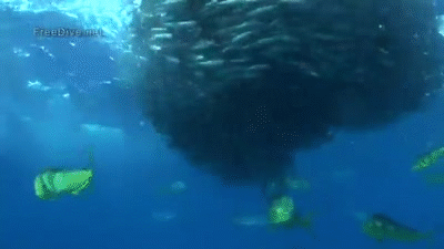 Underwater_Footage_of_Feeding_Frenzy