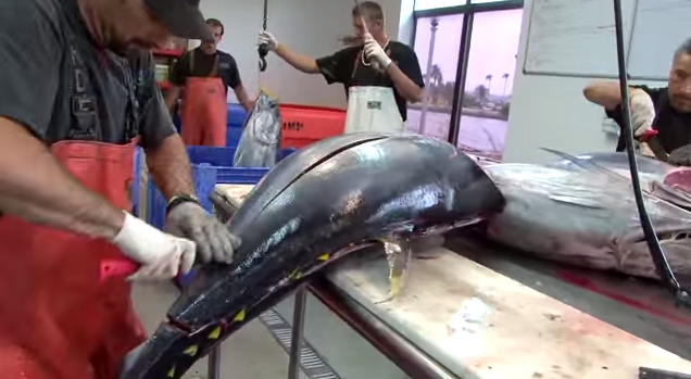 Watch the Pros Fillet Giant Tuna Like Butter In Less Than 15 Minutes