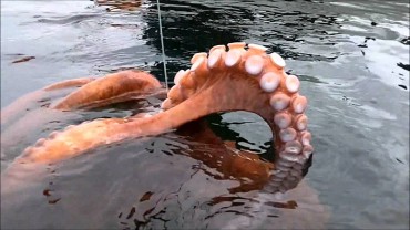 Nope, It’s Not a Snag. It’s a Really Large Octopus! – [Video]