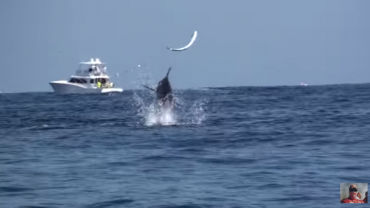 Blue Marlin Smashes and Toys With This Dolphin Fish