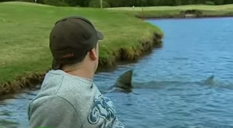 Killer Sharks Invade Golf Course In Australia - Red Tuna Fishing Shirt Club