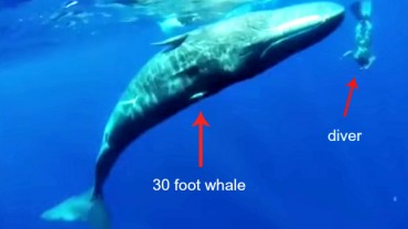 Whale Whisperer Dances Underwater With 30 Foot Sperm Whale