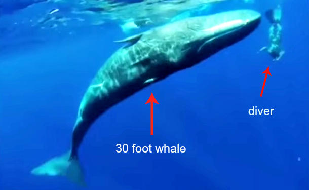 Whale Whisperer Dances Underwater With 30 Foot Sperm Whale