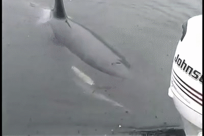Wild Orca Swims Up and Starts Mimicking A Boat Motor For the Camera