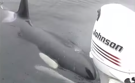 Wild Orca Swims Up and Starts Mimicking A Boat Motor For the Camera