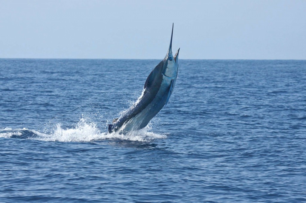 Red Tuna Fishing Shirt Club - September 2015 - Dragin Fly - Marlin photo 1